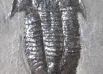 Paraszechuanella cf. changleensis (PENG 1990) - Bild &copy; FossNet FossilienStore